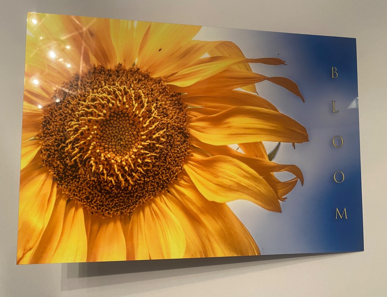 Sunflower “Bloom” Original Signed / Framed Photograph 8×12