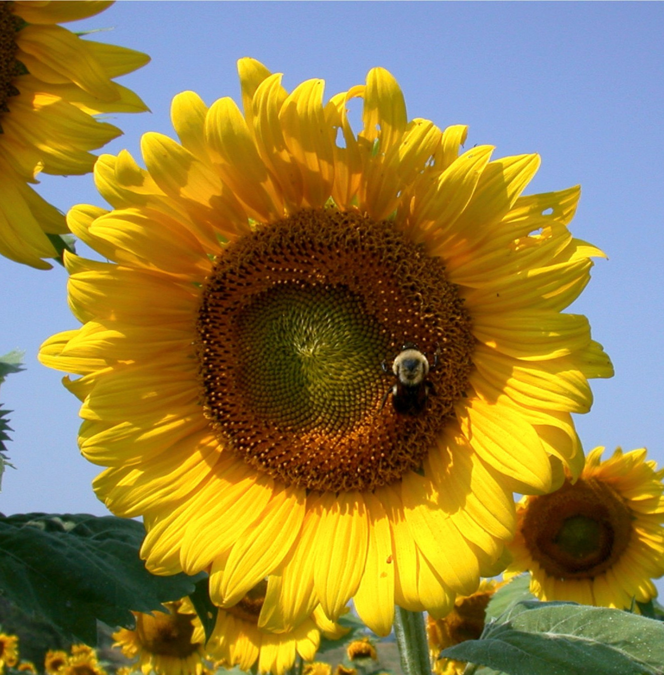 Bee on sunflower 8×8″ photograph print