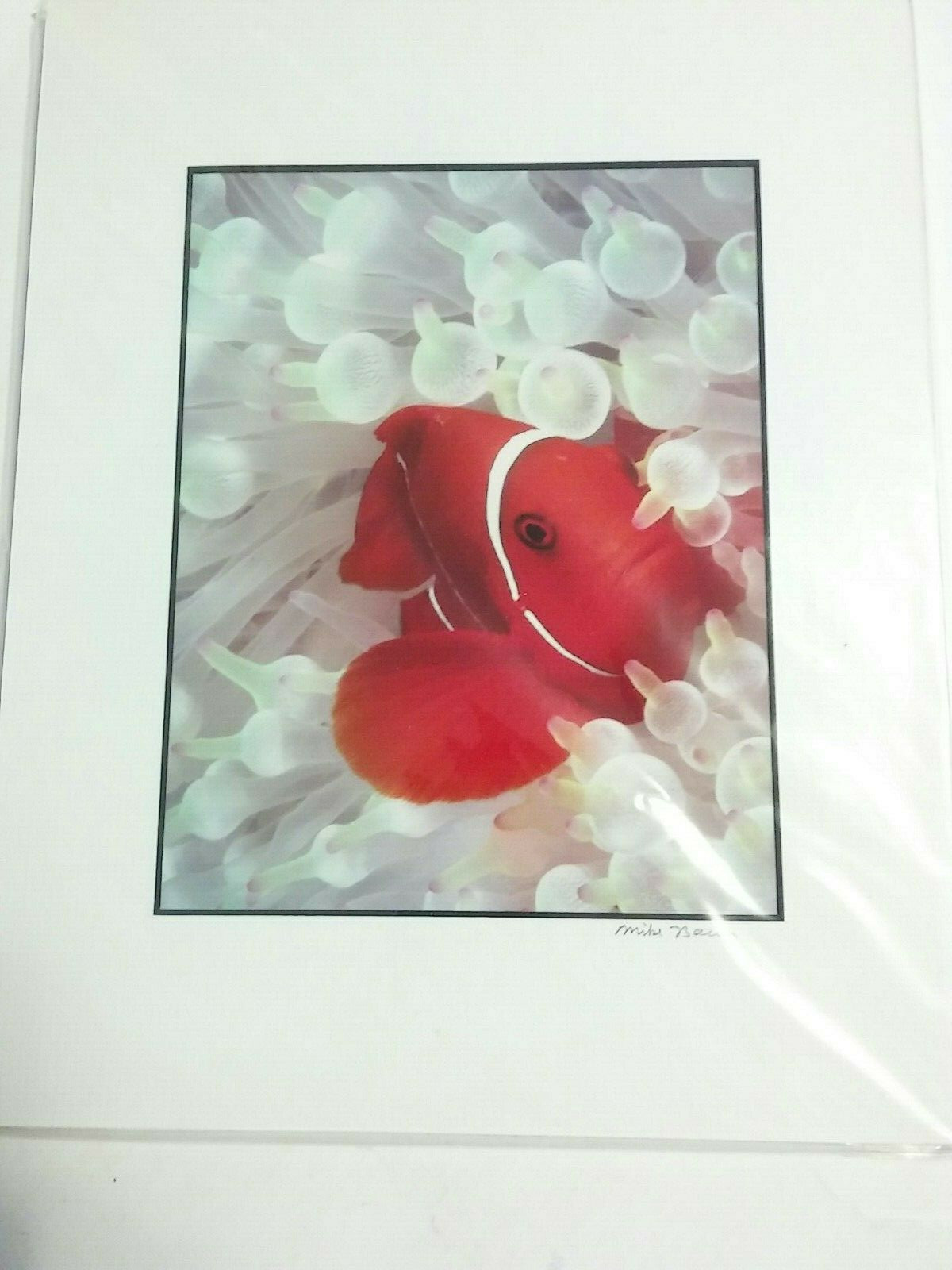 Clownfish Photographs By Mike Bacon, 5×7 In 8×10 Mat Pair
