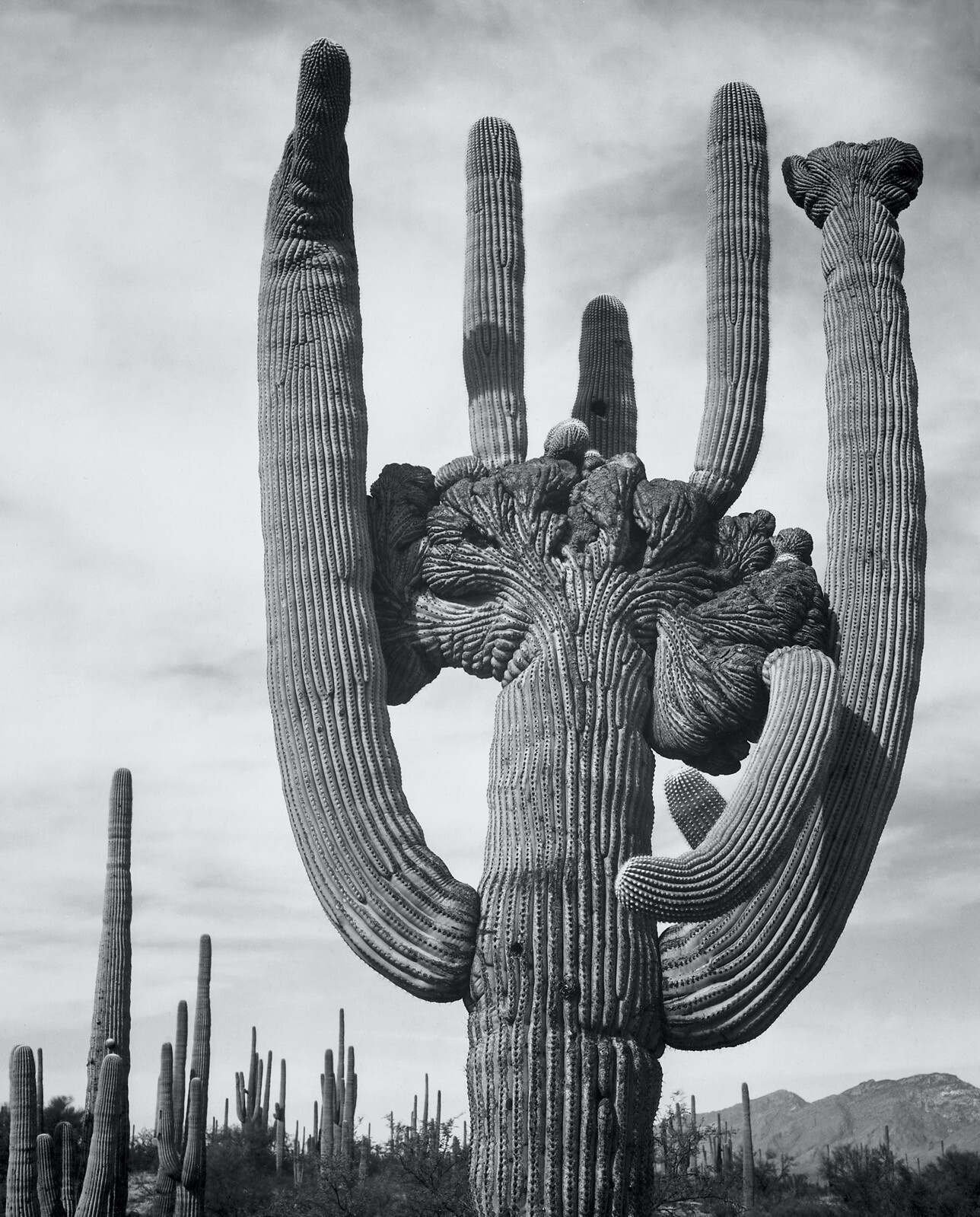 SAGUARO NATIONAL MONUMENT ARIZONA Ansel Adams Fine Art Giclee Reproduction 19×24