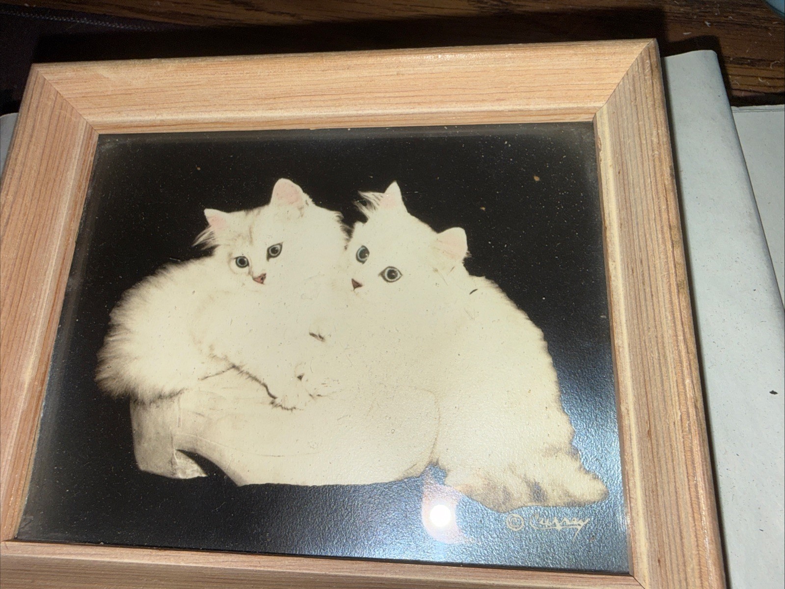 2 Bradley R. Currey photographs of white Persian cats