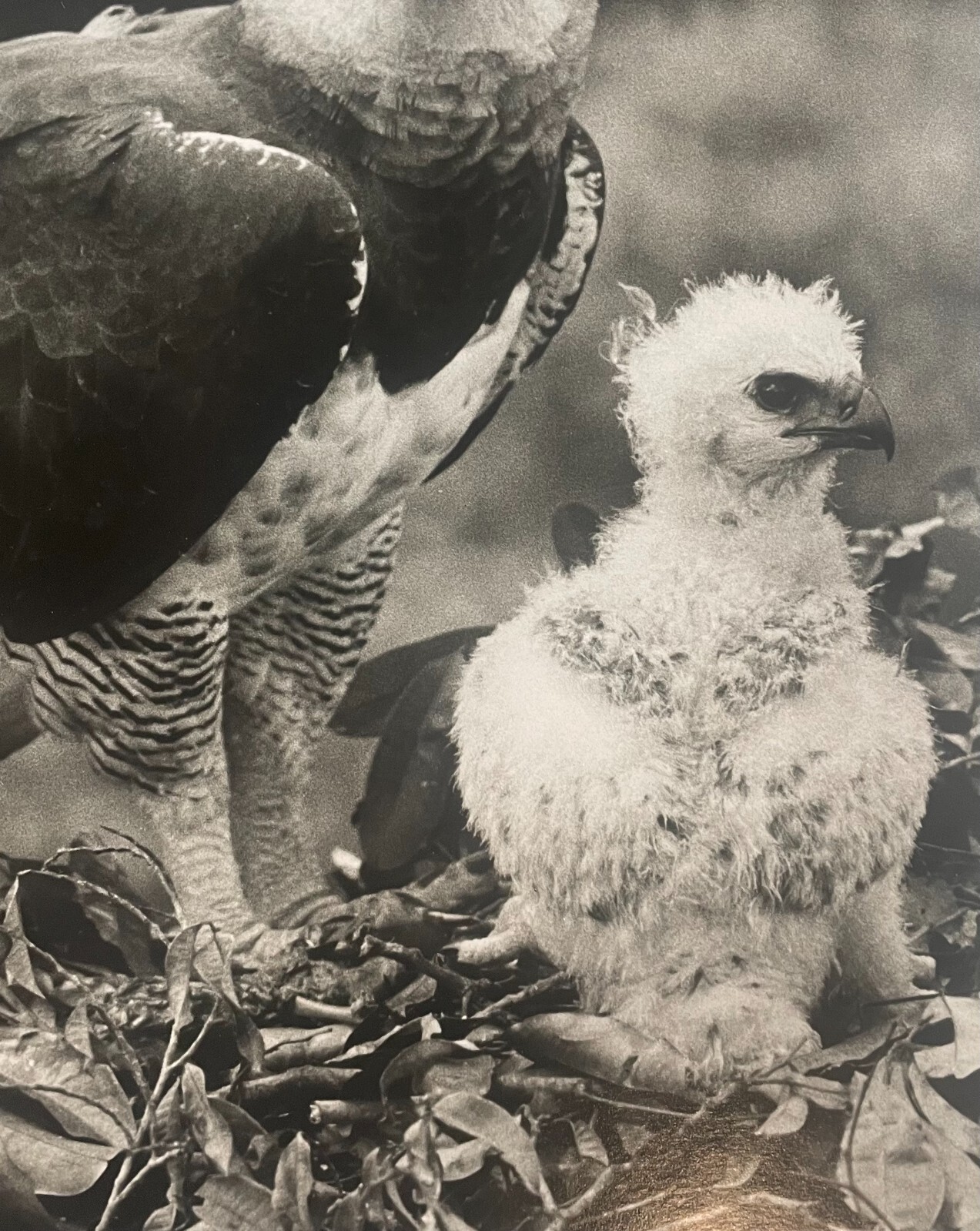 Rare 1975 ‘Harpy EAGLE Mother & Baby Fledgling’ in Nest NEIL RETTIG Photograph