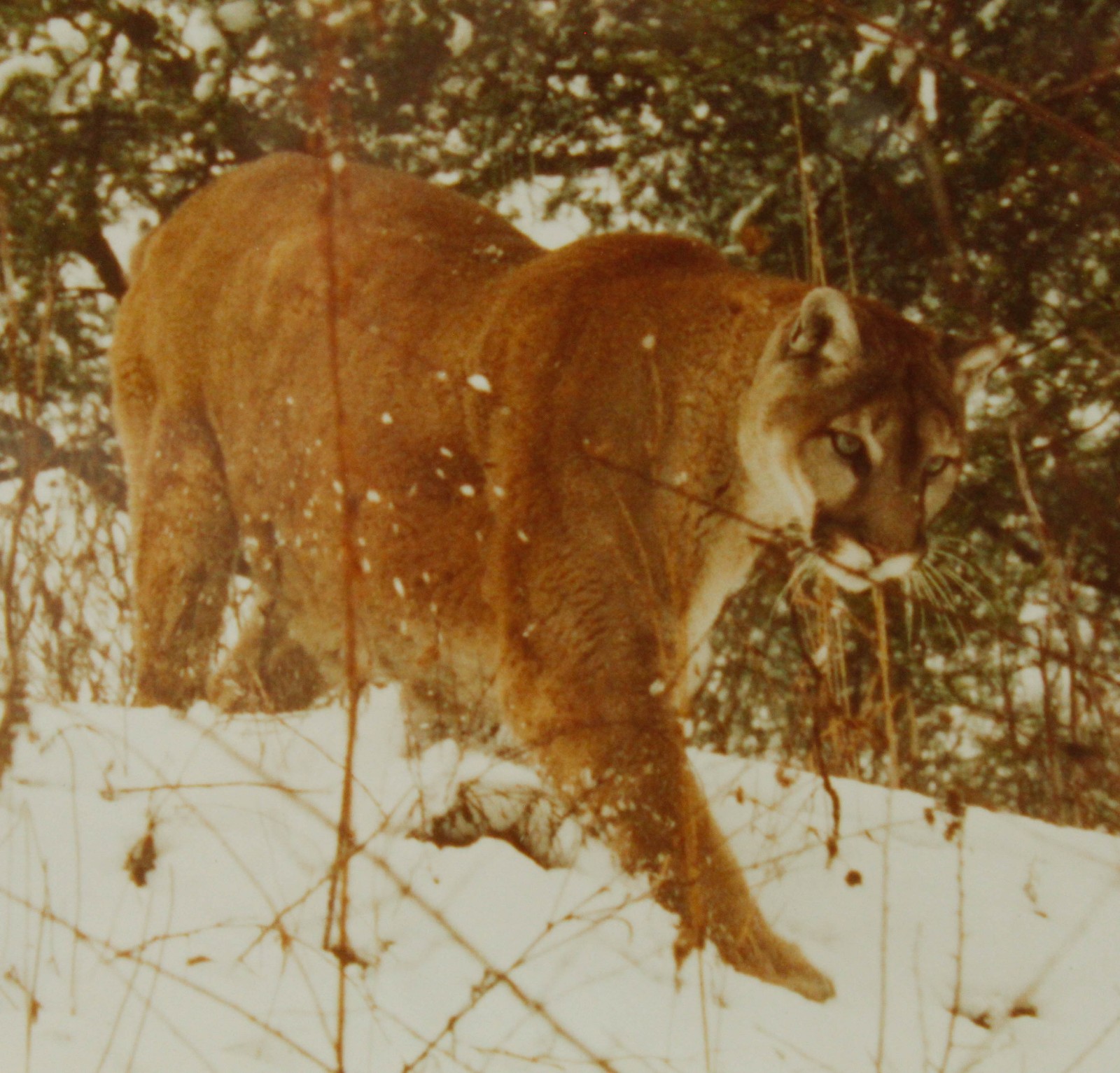 Mountain Lion Stalking in the Snow John Eveland Signed Photo Wood Framed