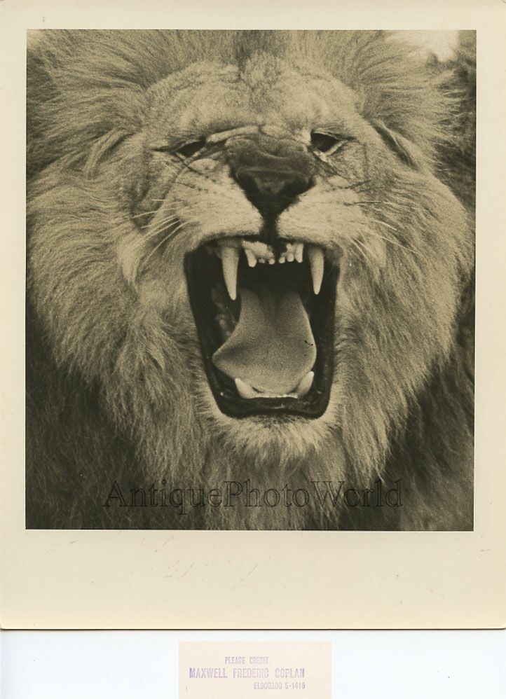 Roaring lion vintage art photo by Maxwell F. Coplan