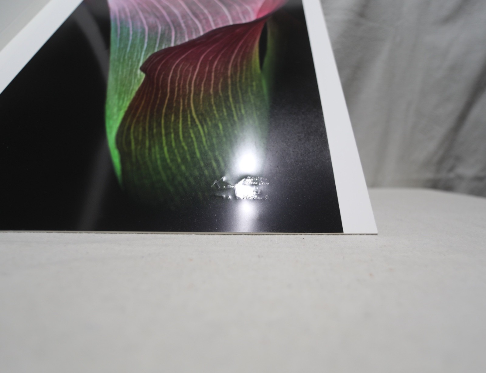 Original Photography Art Print “Calla, Mauve”