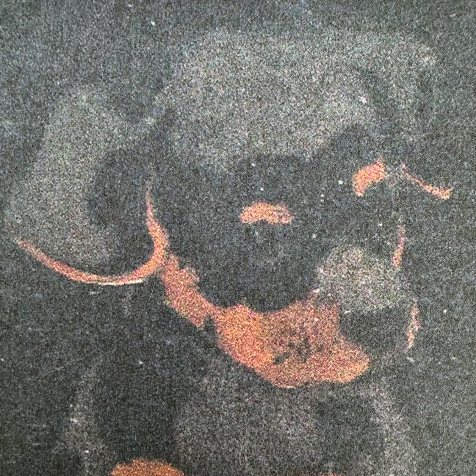 Rottweiler Puppy Dog Art Photo Poster Print Rottie Wall Art Home Decor 19×13″