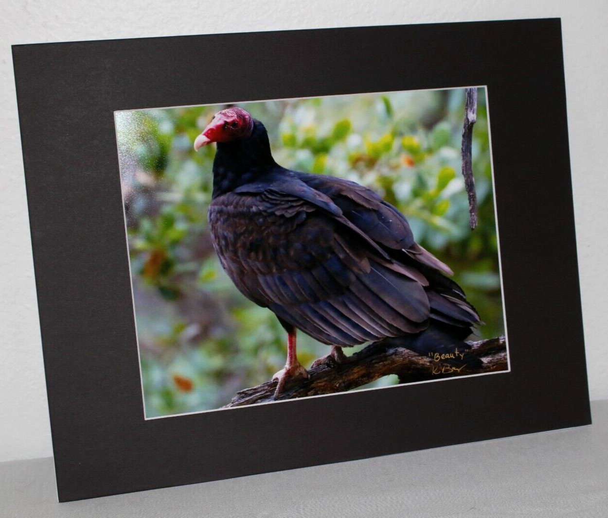Turkey Buzzard Wildlife Photo 8″ x 10″ in 11″ x 14″ Matte Signed by Kim Barry