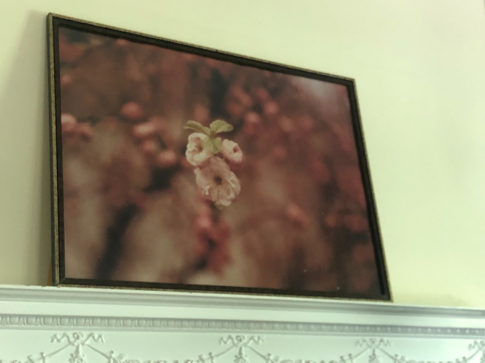 Antique Washington DC Cherry Blossoms
