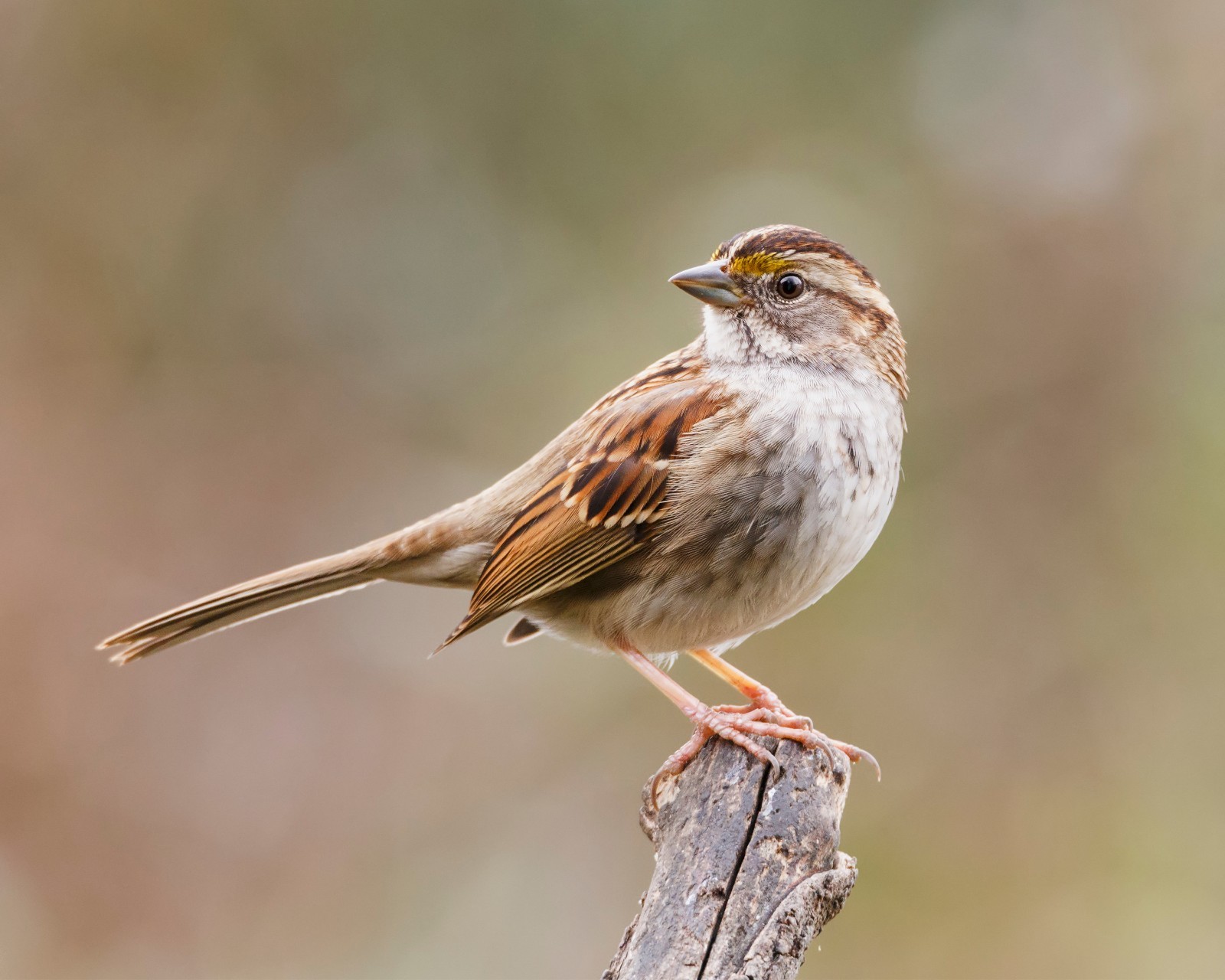 White-Throated Sparrow Bird 8×10 8″x10″ Photograph Print