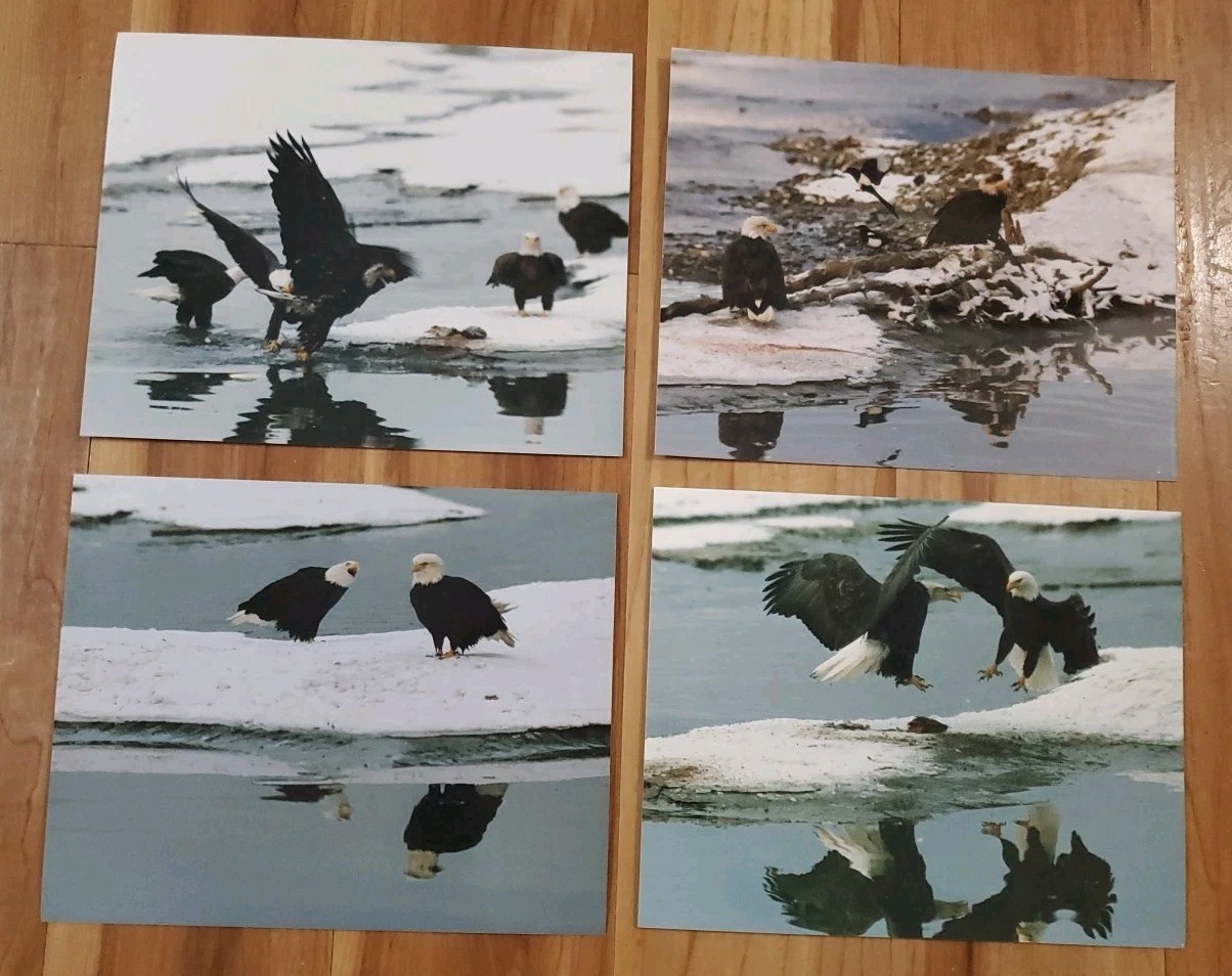 American Bald Eagle Print Pictures Lot of 4 Eagles with Magpies Bird Nature 8×10