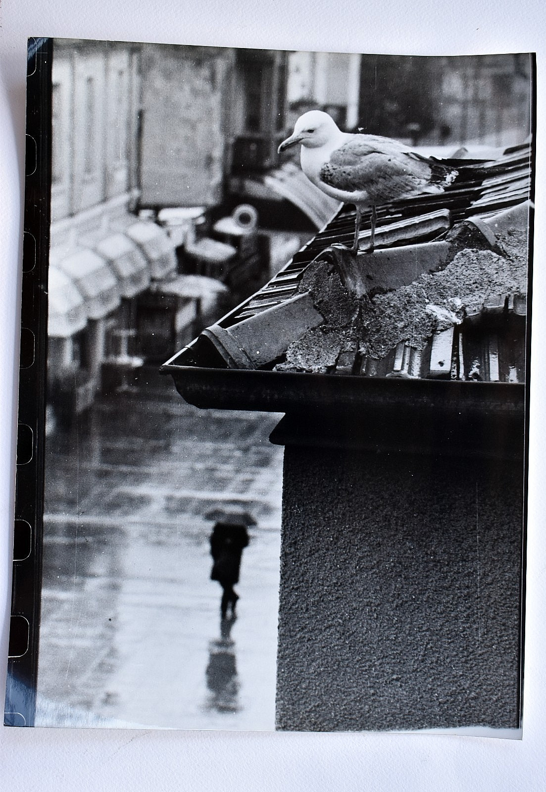 “Gull” by Stefan Kutsarov B&W Art Photo Analog Hand Made Print 30x40cm 12×16″