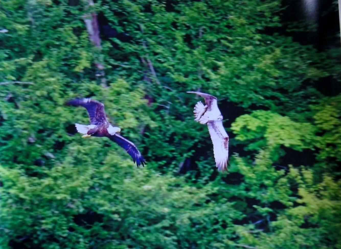 Amazing photo of a Bald Eagle chasing an Osprey 16×20 unframed photo