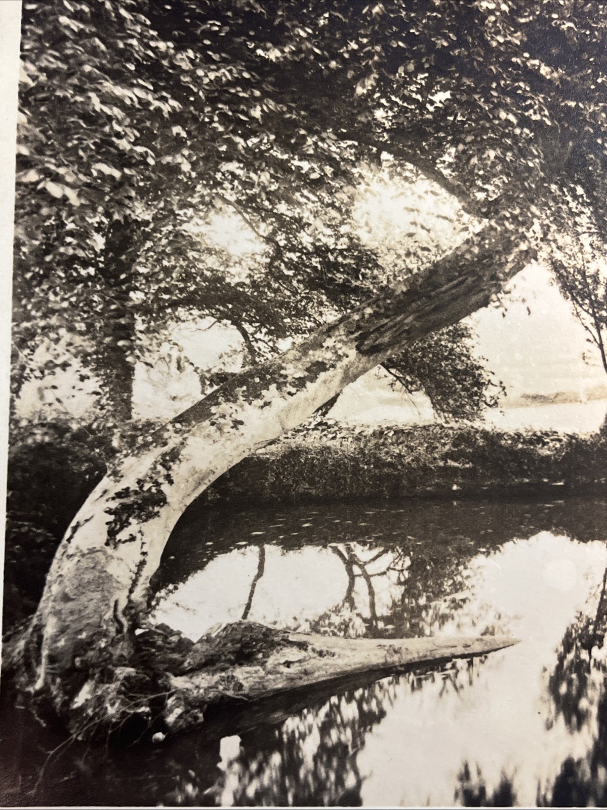 “ART LANDSCAPE PHOTOGRAPHY” Sepia Home Estate Lake Tree 1950 Private Print