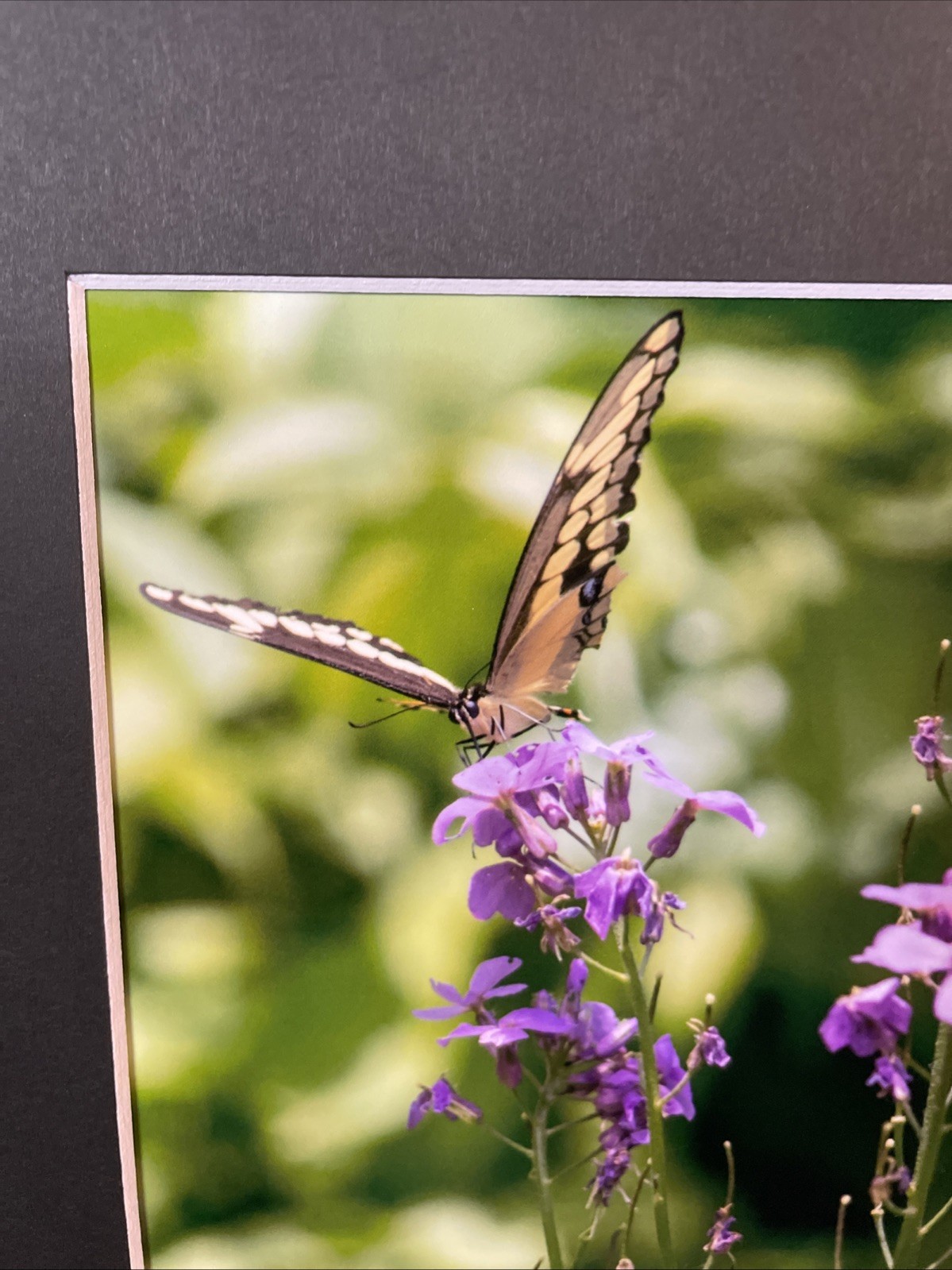 Butterfly Photograph 5×7 In A 8×10 Mat, Nature Photo, Wall Art