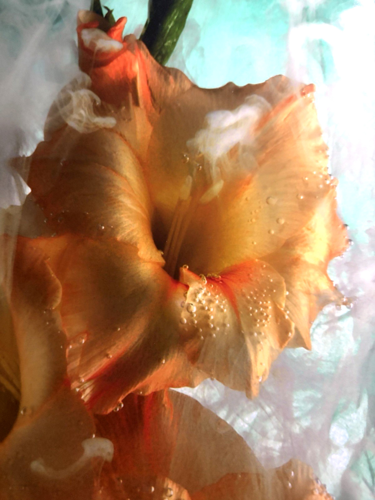 J Scott Peck Ltd Ed. 03/15 Ethereal Lighting Yellow Gladiolus Flower Photo Print