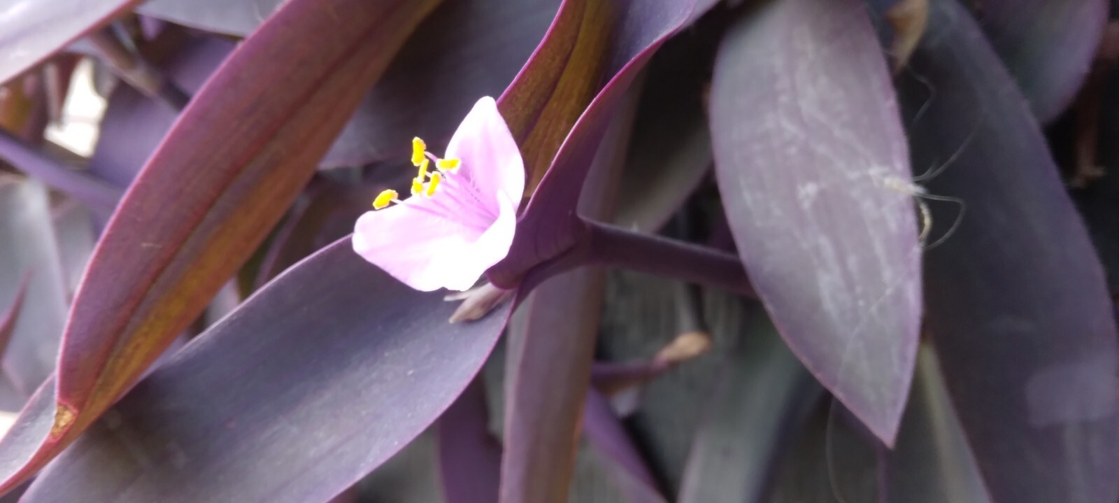 Sexiest FLOWER PHOTO IN THE WORLD. MELT HER HEART