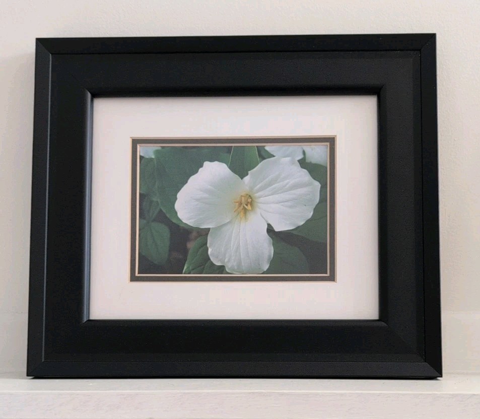 Framed Fine Photography White Trillium Flower Wall Art 14″ x 12″ Double Matted