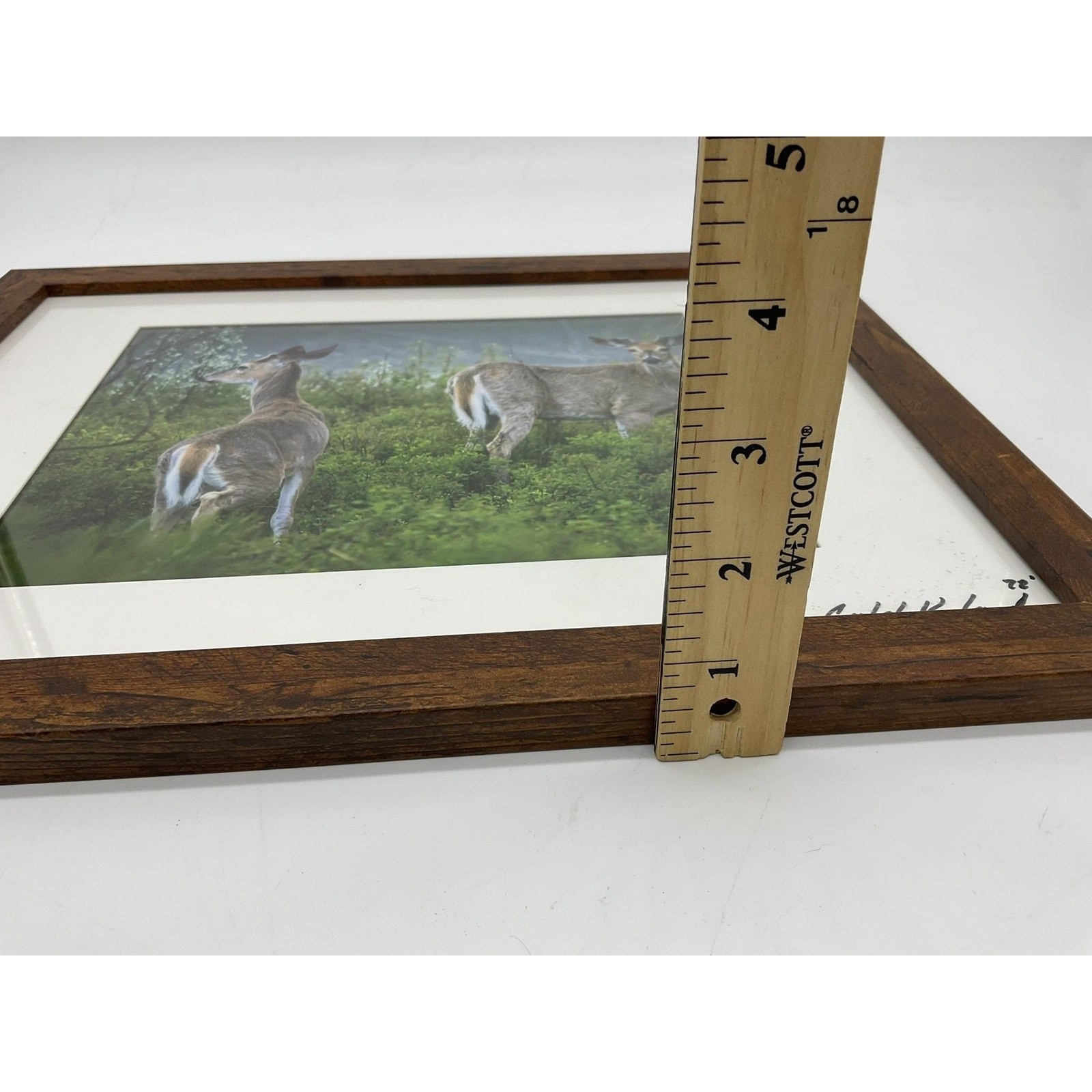 Caleb Koland Deer Wildlife Landscape Photo Print Framed Vintage Signed Wall Art