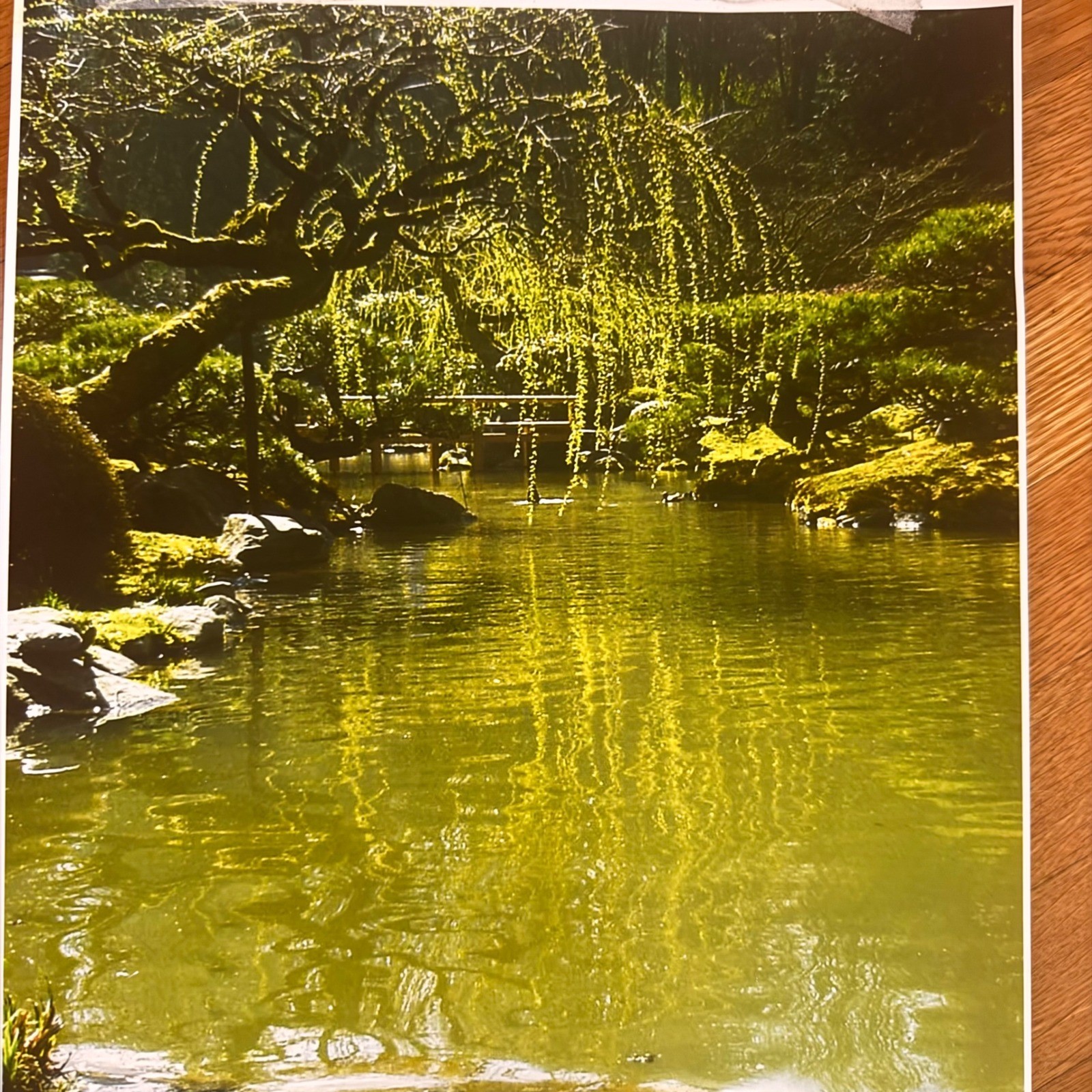 Sharon Driscoll Signed 13×19 Japanese Garden Photograph – Portland PNW Artist