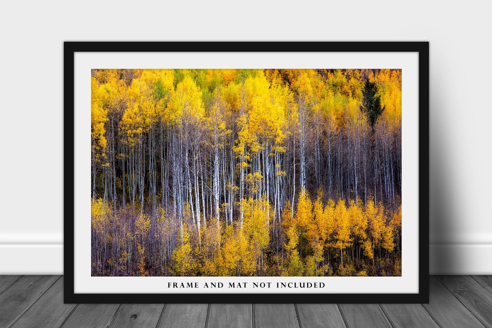 Autumn Wall Decor Art Print of Aspen Trees Appearing as Reflection in Colorado