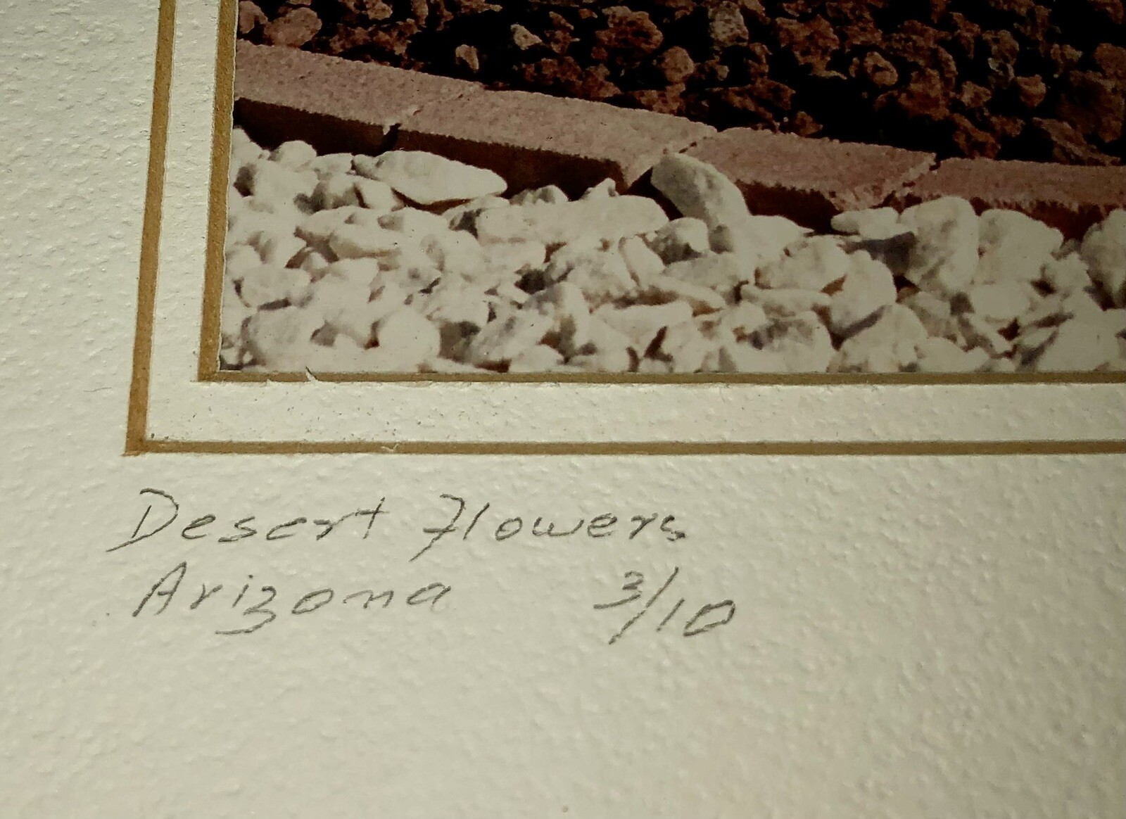 Rare Signed Print Numbered Desert Cactus Arborist Flower Garden Home Decor 12×14