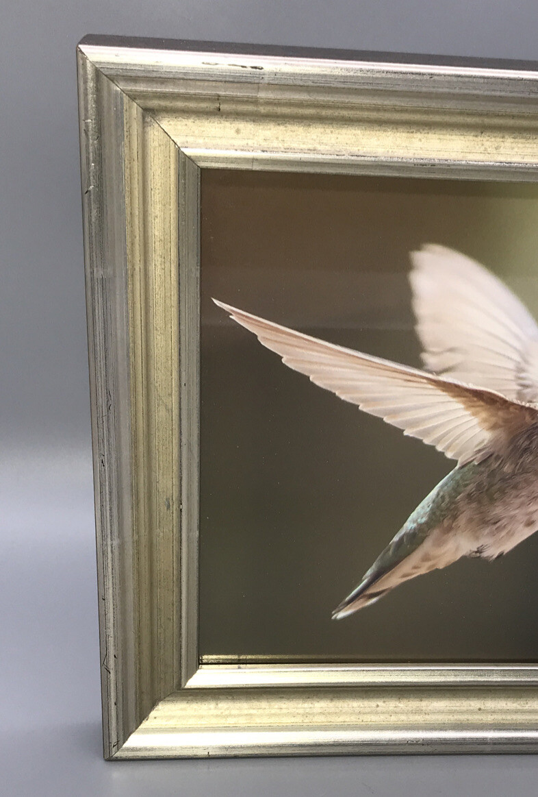 Hummingbird Framed Photograph Flight Feeding Flower, Silver Gold Frame 12×10