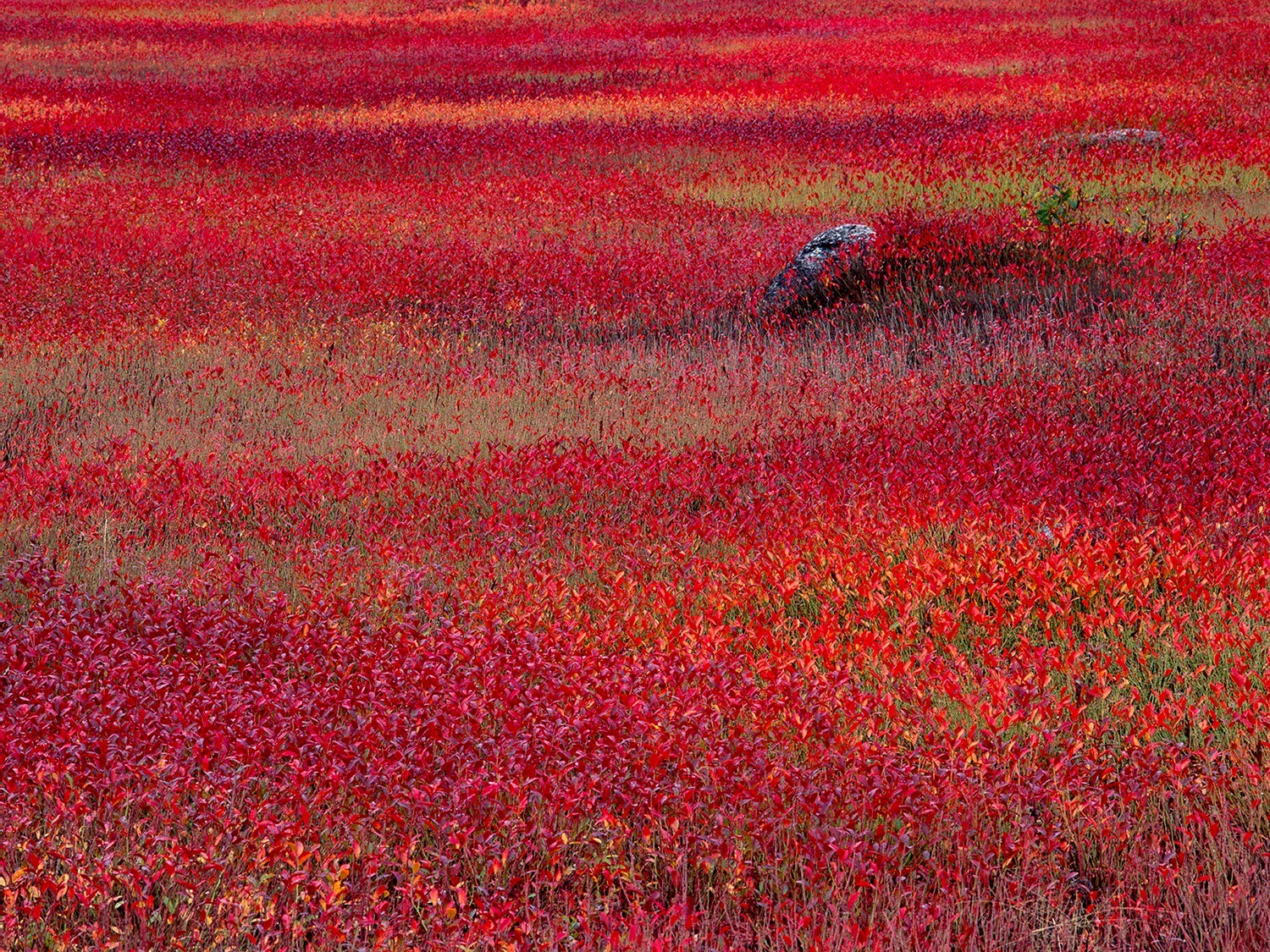 Photographs printed as 18″x24″ gallery-wrap canvases, 1.5″ deep bars, $150