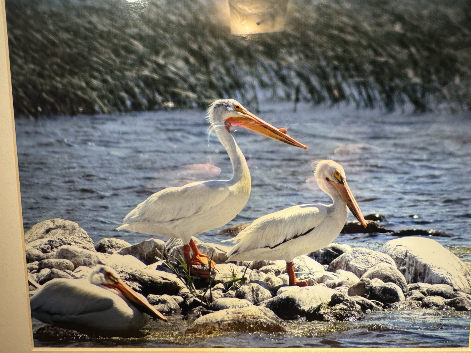 Matted Framed Wildlife Photography of Pelicans by Water, Landscape, Color