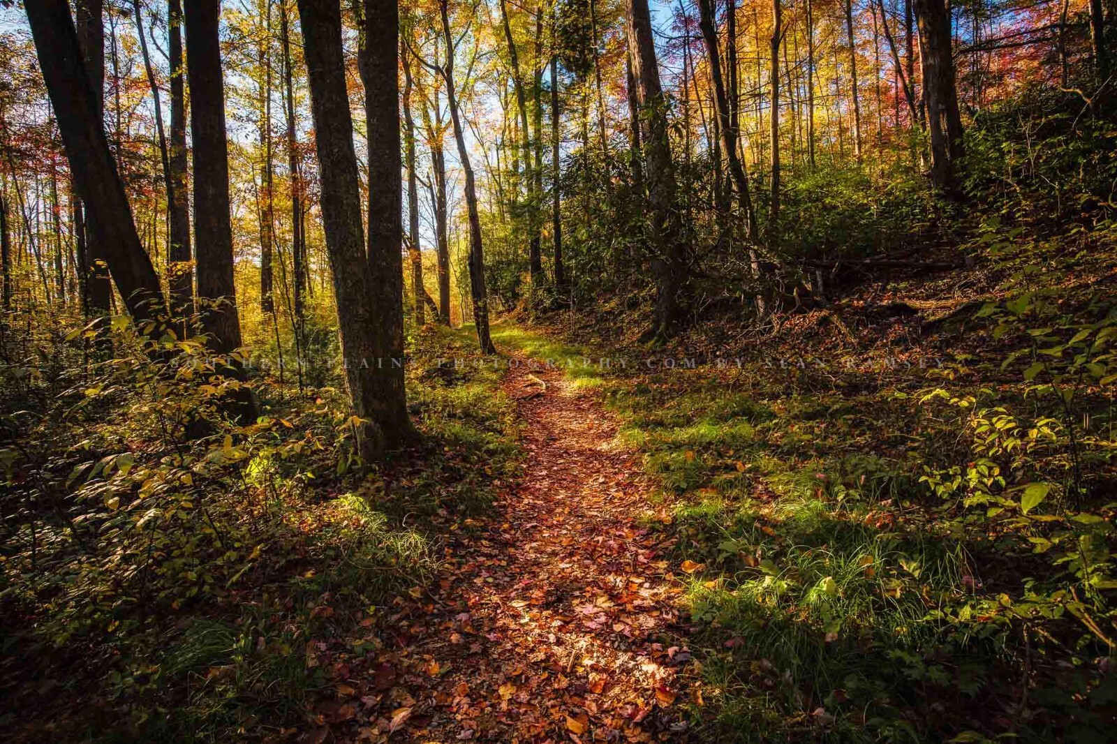 Great Smoky Mountains Photography Print – Hiking Trail in Forest in Tennessee