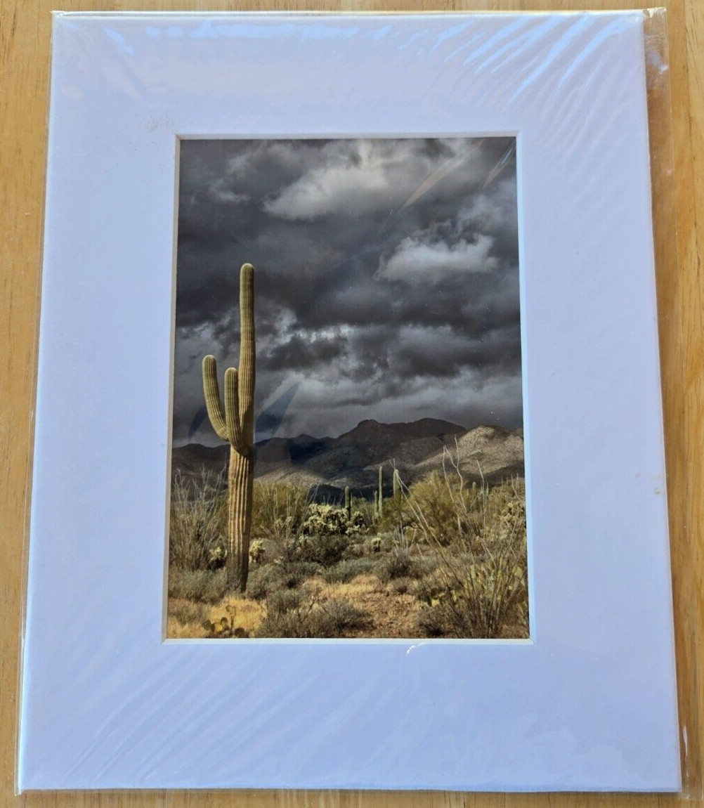 Unsigned 5″ X 7″ Photograph in Cardboard Frame 8″ X 10″ Desert Saguaro Cactus