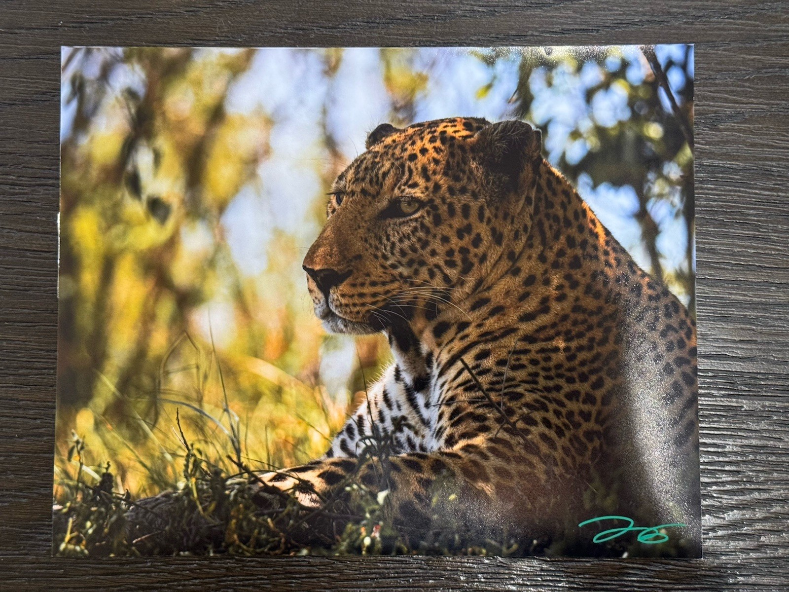 Framed And Signed Safari Leopard Photo Masaai Mara Kenya
