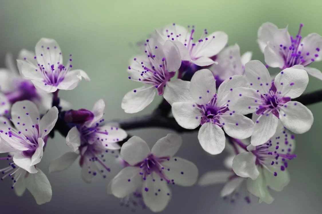 Digital Image Picture Photo Pic Wallpaper Background White Purple Petal Flowers
