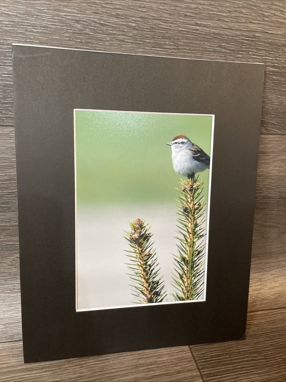 Bird Photograph 5×7 Print In 8×10 Mat. Photo And Mat Only. Bird Photo, Wall Art