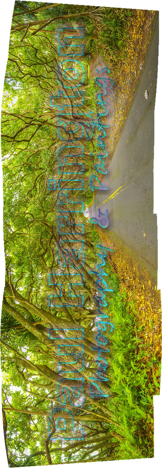 Hawaii Hilo Puna Tree Tunnel Yoga Bridge Paul Harrington