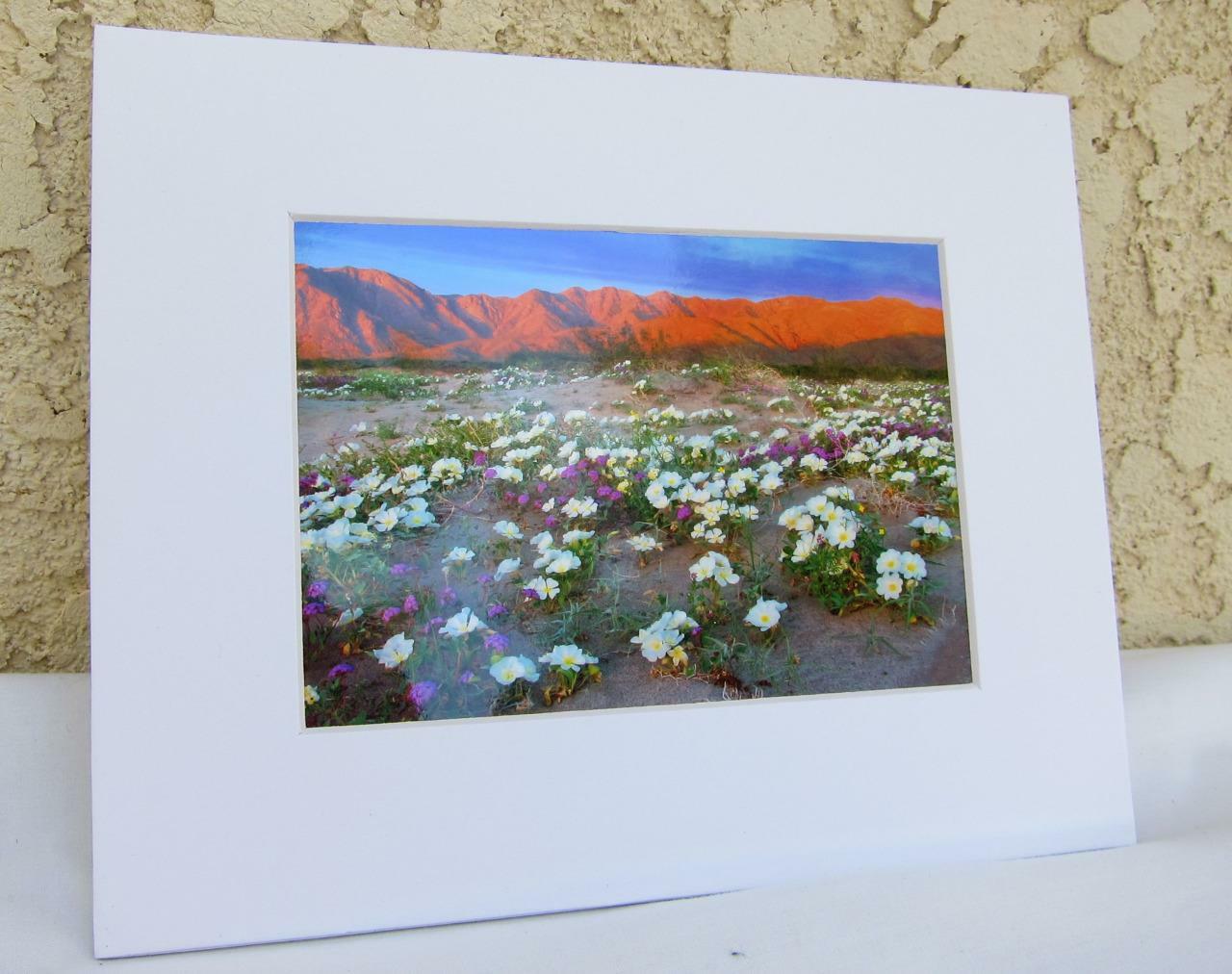Desert Wildflowers Anza-Borrego CA 5×7 Photograph signed Brian Blackwelder – #26