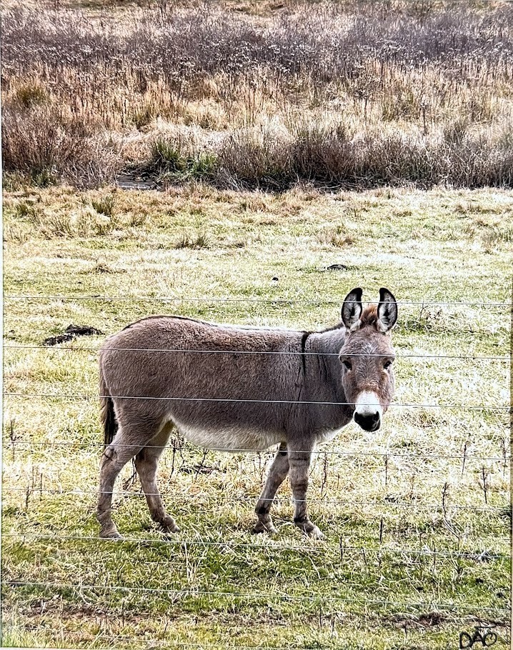Darling Donkey Digital Watercolor Original Photograph 8 X 10 Mat 11 X 14 Signed