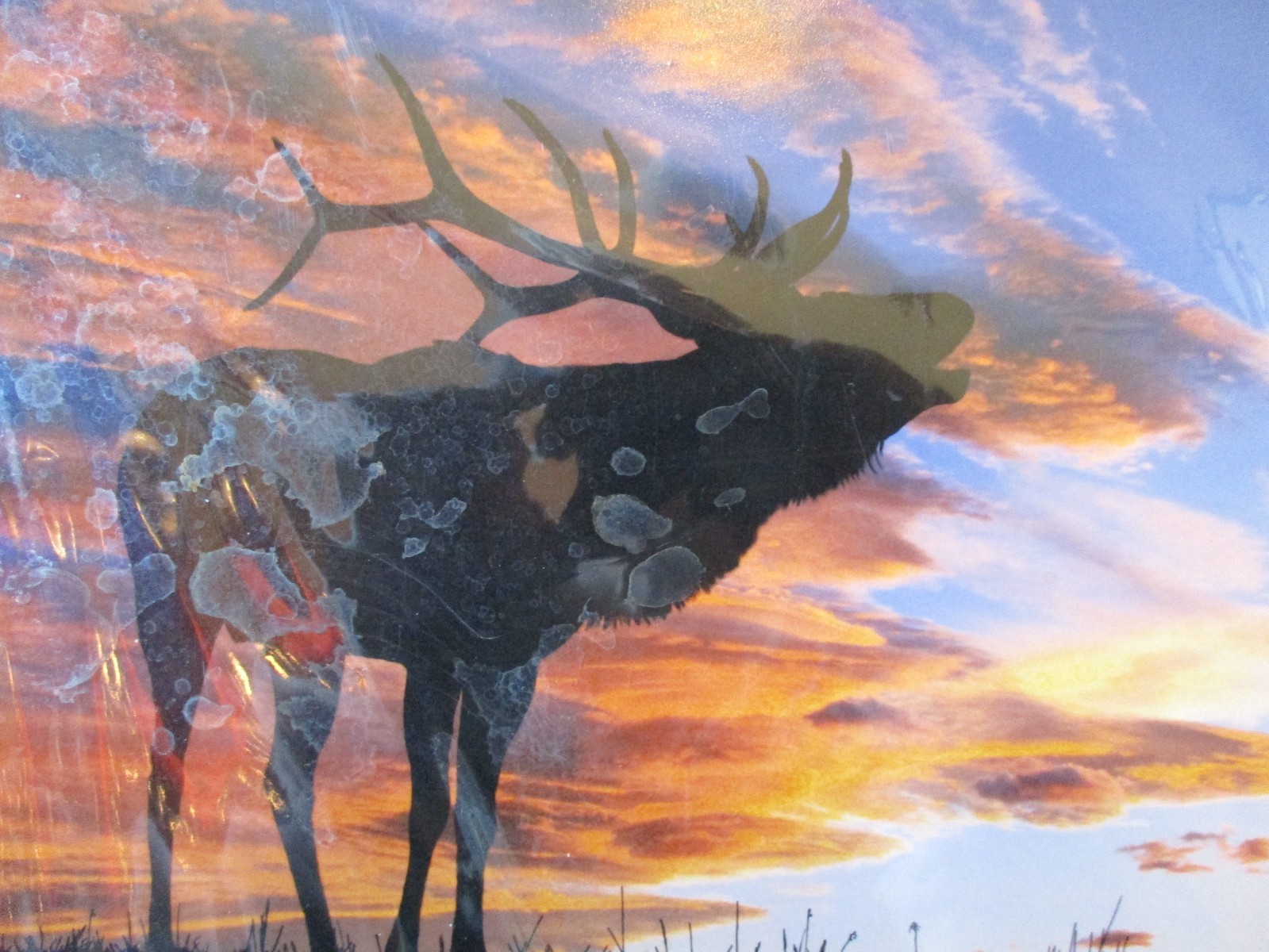 11″ x 14″ Matted Original Nature Photo Titled: “Sunset Elk” On Semi-Gloss Paper