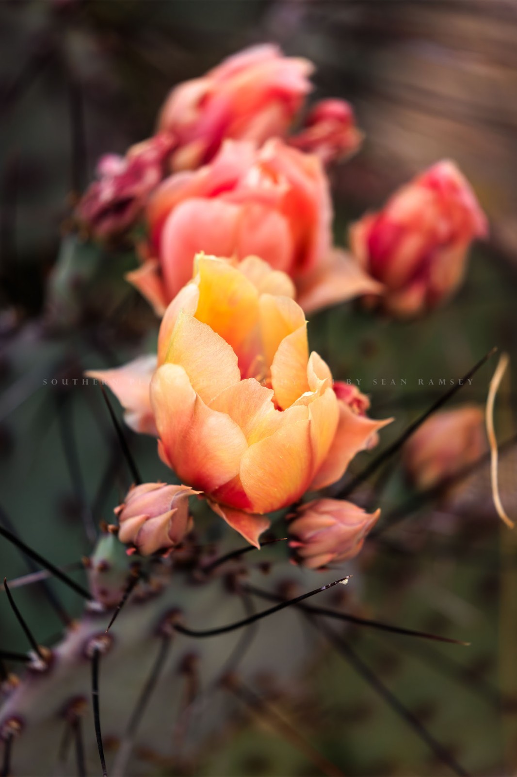 Cactus Flower Photography Print: West Texas Prickly Pear Desert Nature Photo