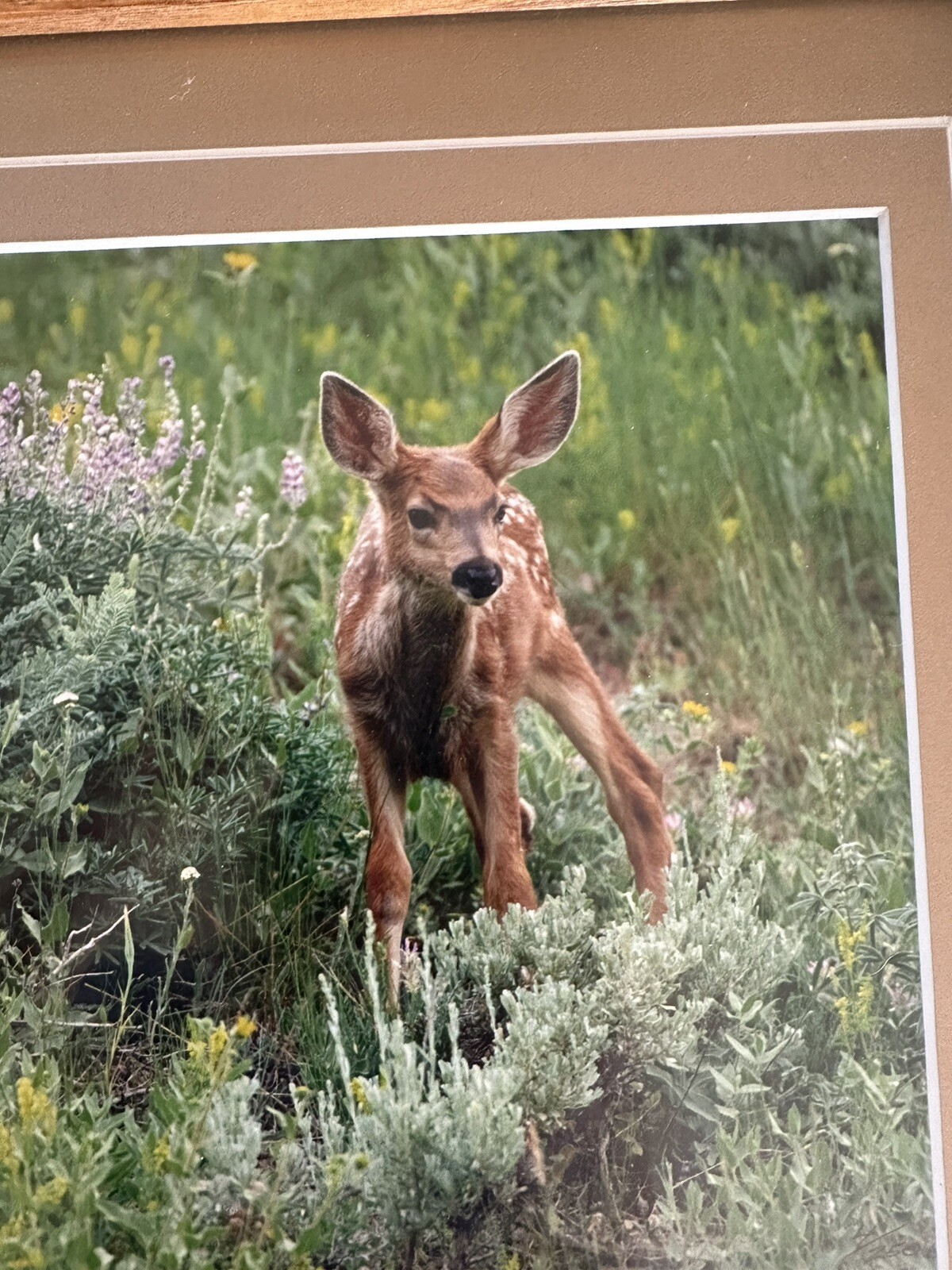 Framed Twin Mule Deer Fawn Wildlife Photography By J.R. Hunter (Signed)