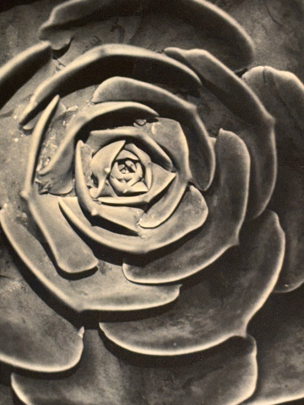 Large Close-Up 24″ x 20″ B & W Photograph of a Rose -1994-Mark Bugzester
