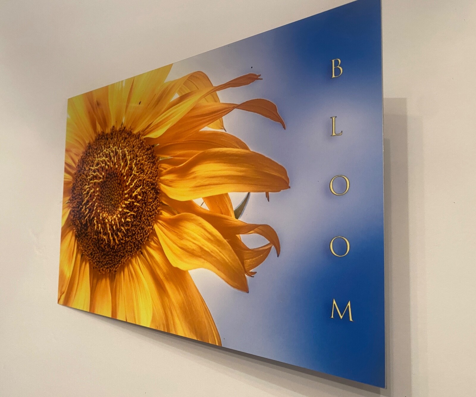 Sunflower “Bloom” Original Signed / Framed Photograph 8×12