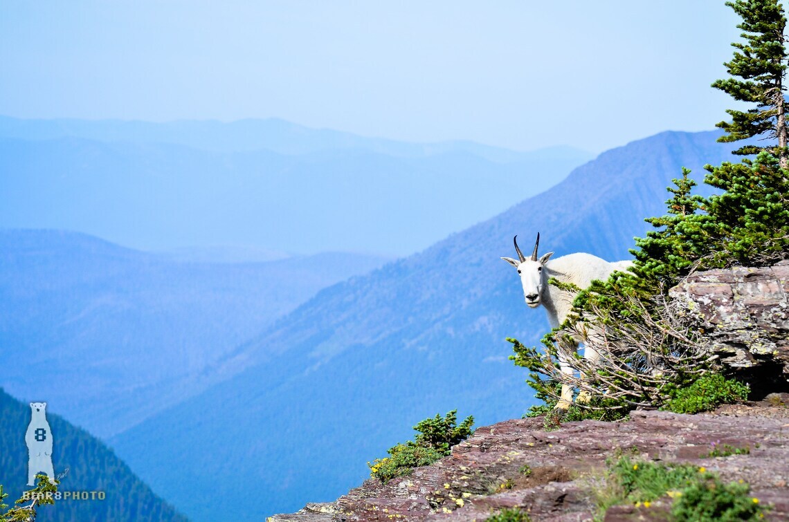 Mountain Goat Wildlife Photography Prints – Glacier National Park, Montana