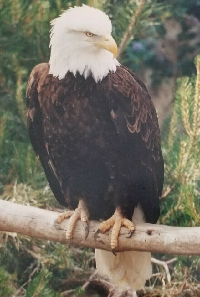 Stunning Bald Eagle Pair Photograph: 16″ x 20″: Very Detailed with Rich Coloring