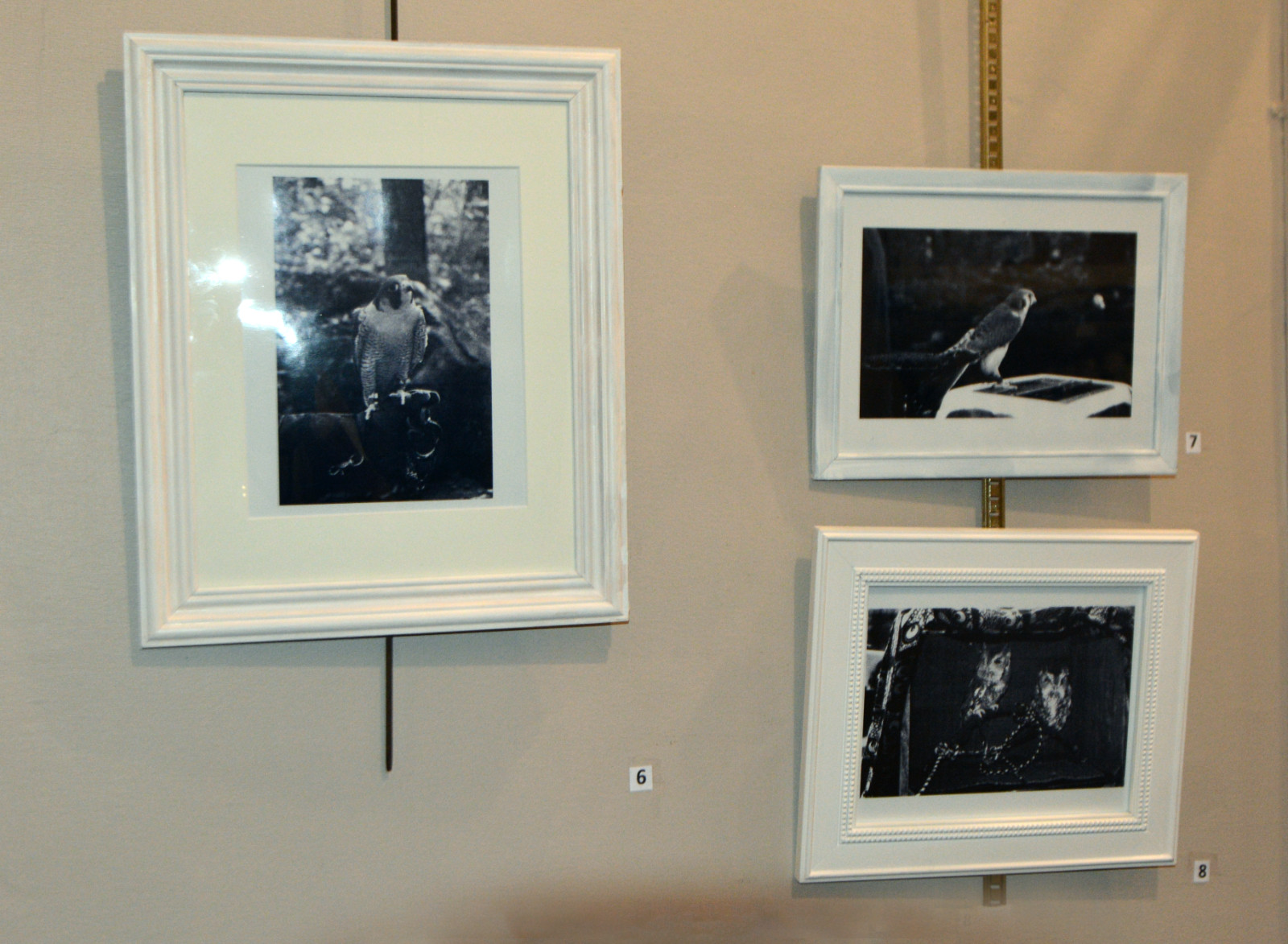 Peregine Falcon, Rosendale, NY, 8 x 10 in, 2024, art photo by Melanie Gonzalez