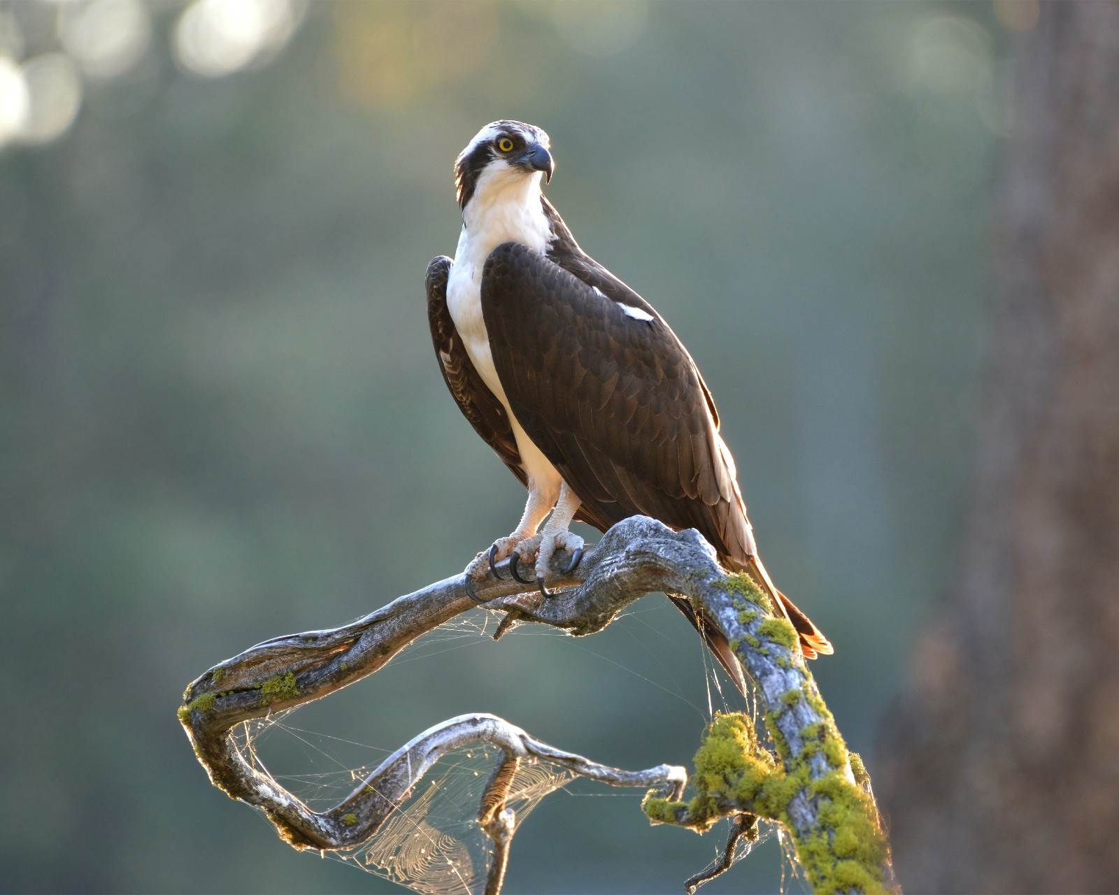 Osprey Wild Bird 8×10 8″x10″ Photograph Print