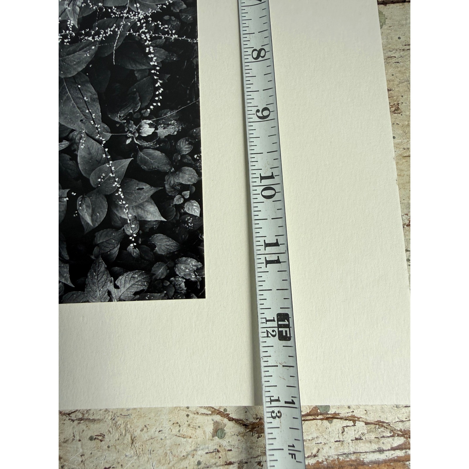 Black and White Botanical Fine Art Print Nature Photography Textured Paper 2939