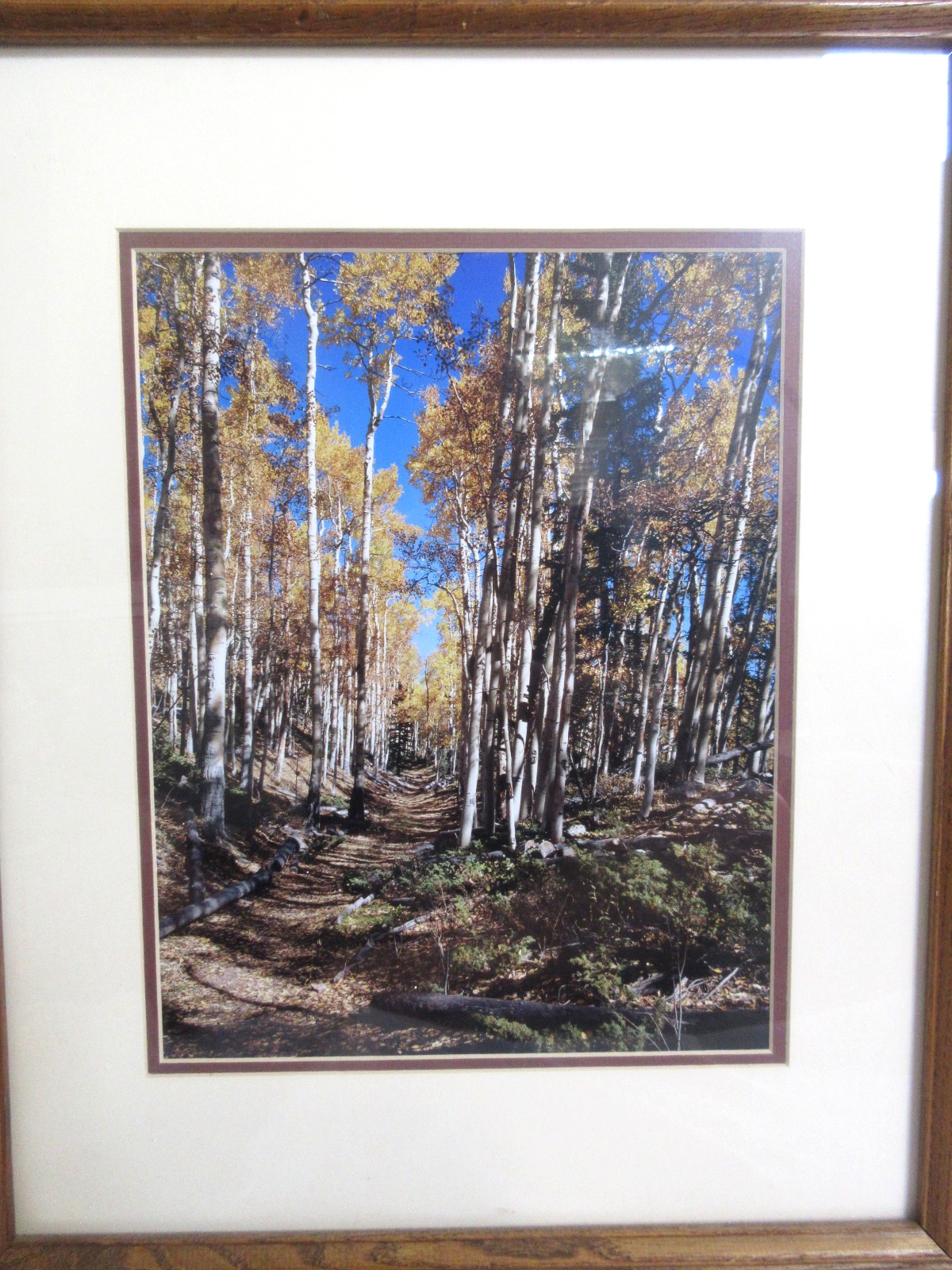 Framed Landscape Photography Aspen Trees Autumn Forest Path Rustic Wall Art