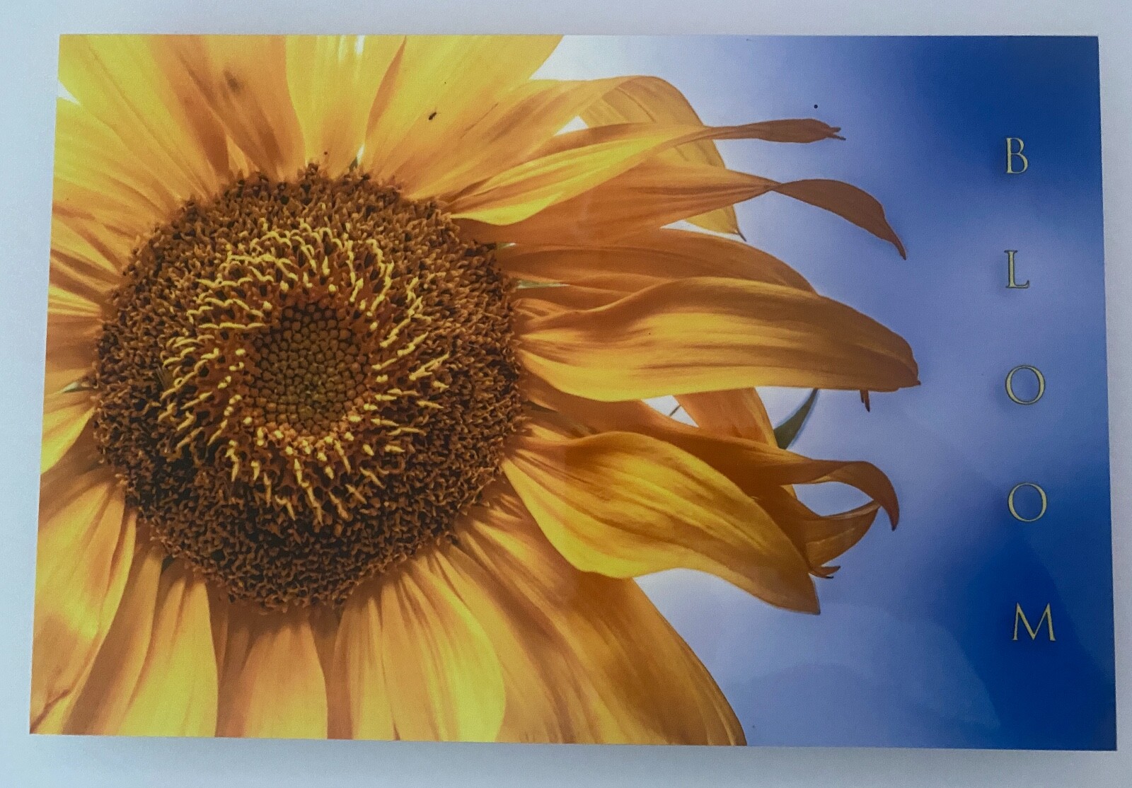 Sunflower “Bloom” Original Signed / Framed Photograph 8×12