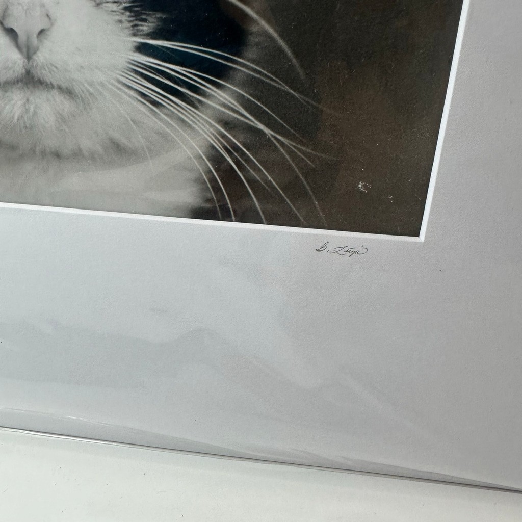 Vintagew Black & White Cat Photo Print (Signed)