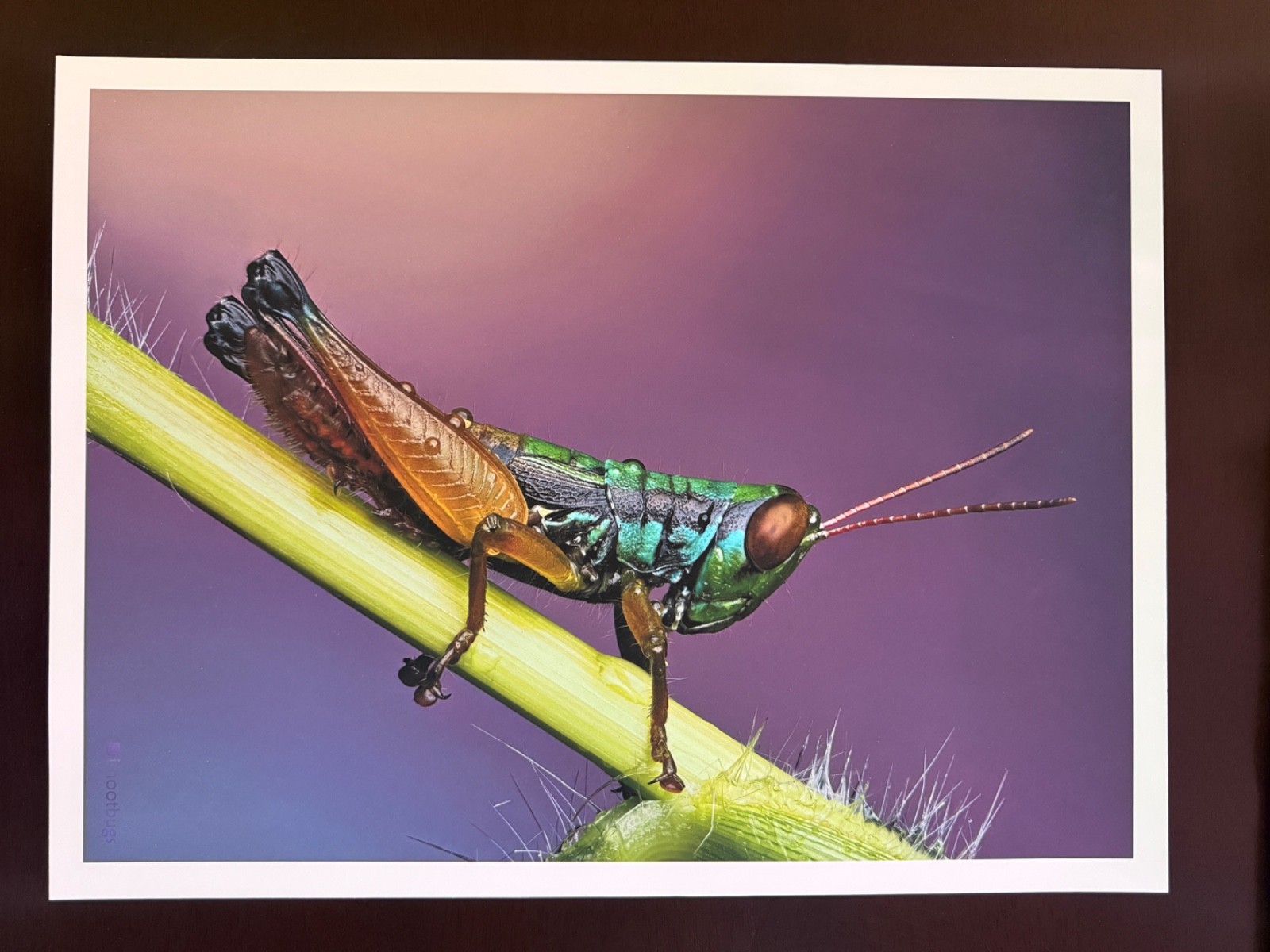 Grasshopper Macro Photography Print 12×16 Moab Entrada Bright Rag Fine Art